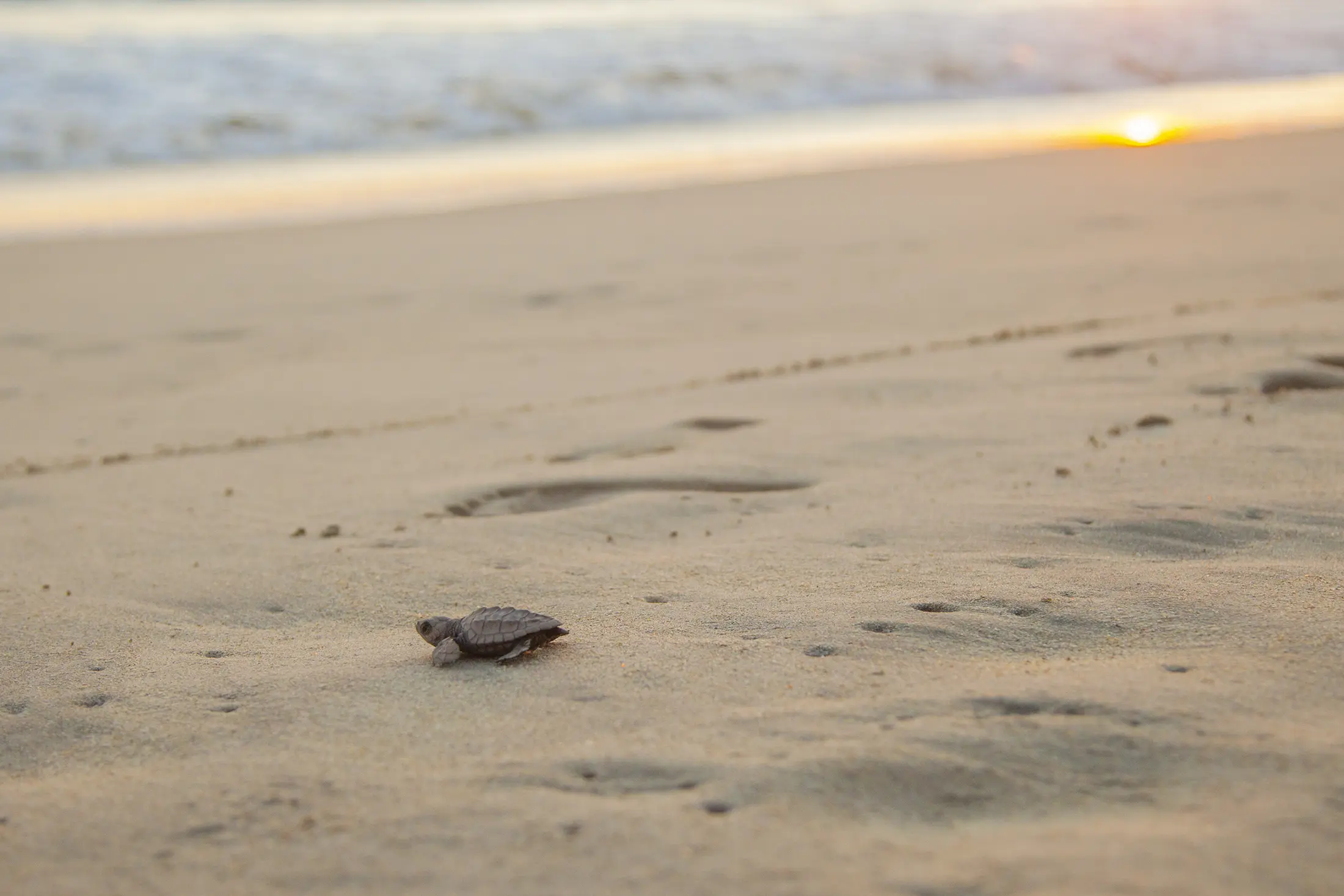 Turtle Release Tour in Huatulco