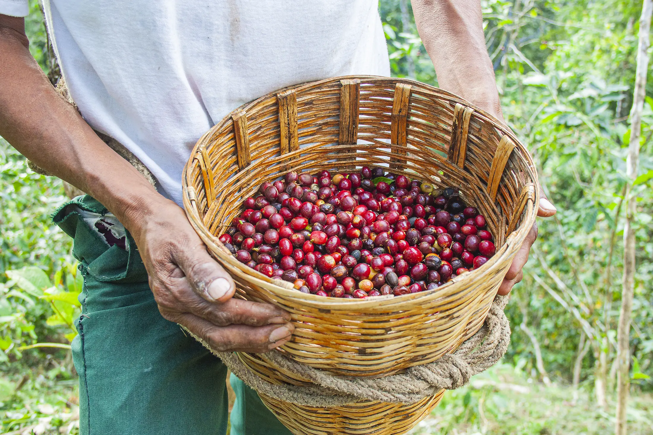 Pluma Hidalgo, cradle of the finest coffee of the Sierra Sur