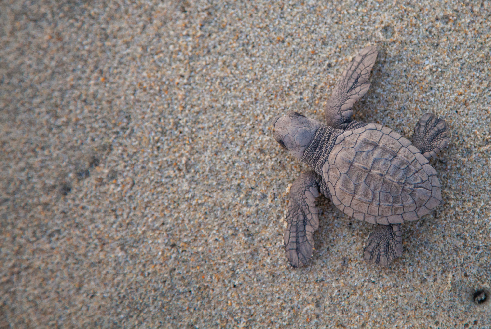 Sea turtle hatchling on the sand