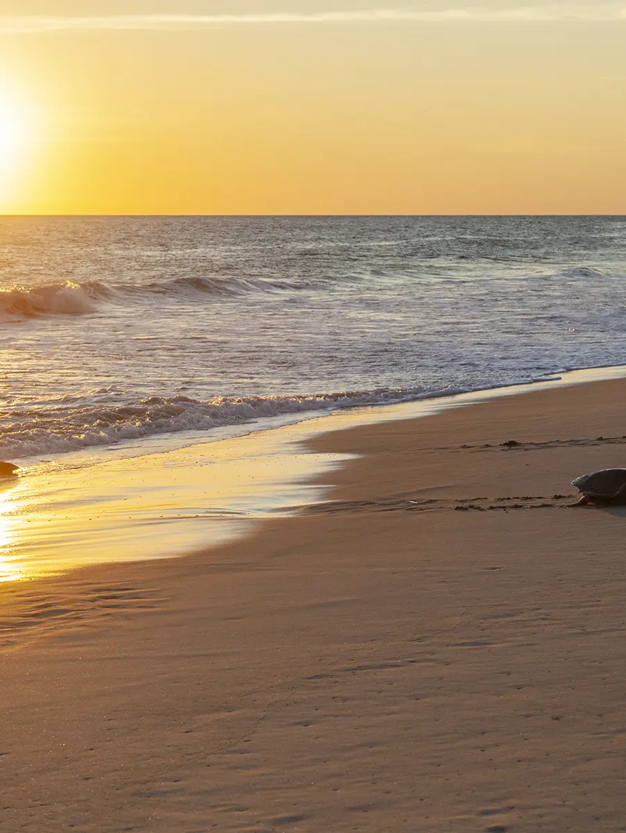 Environmental talk on the Turtle Release Tour