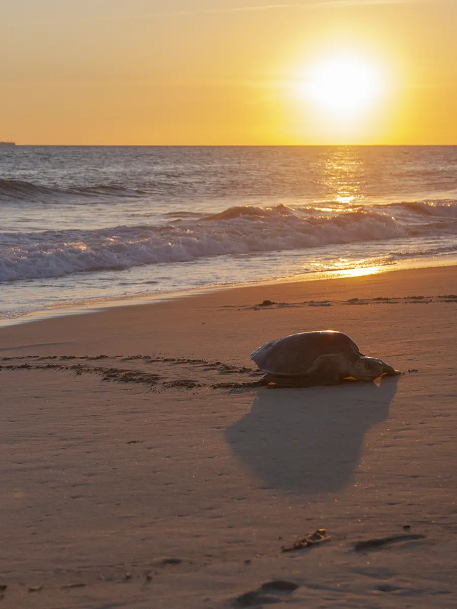 Release of baby turtles on the beach