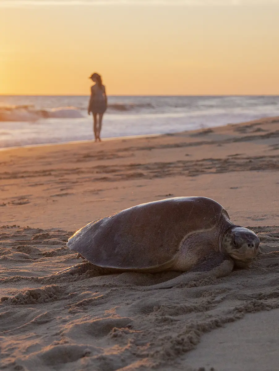 Wildlife sighting on the Turtle Release Tour
