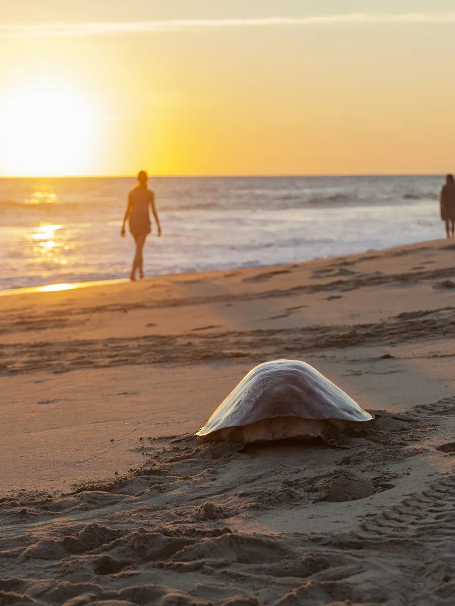 Local community in the turtle conservation project