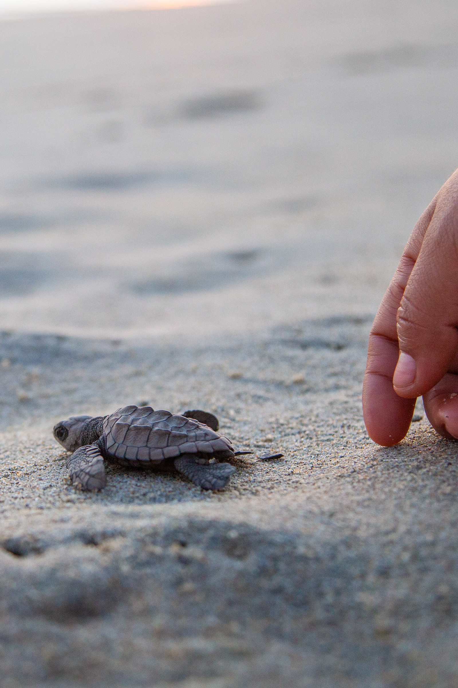 Sea turtle hatchling on the beach